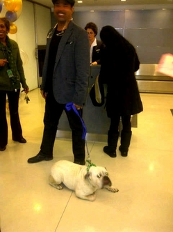 Thumbnail image for Ozzie dog.JPG